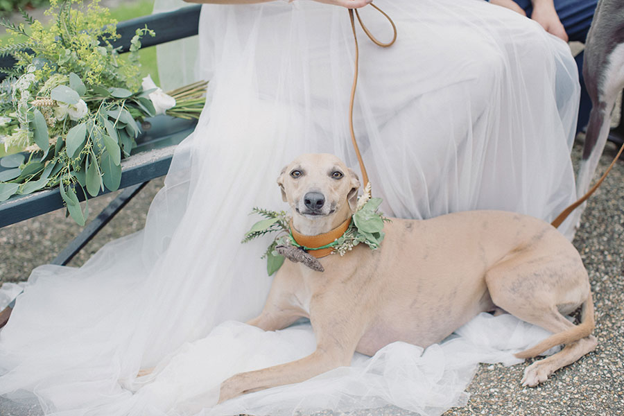 Cute lurcher dog at wedding with flower collar