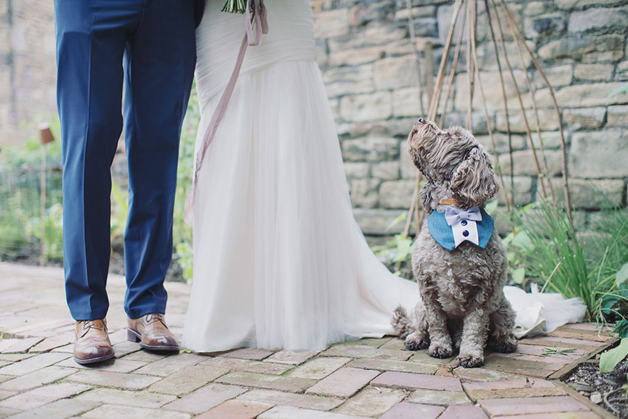Cute adorable brown poodle dog at wedding with smart wedding attire