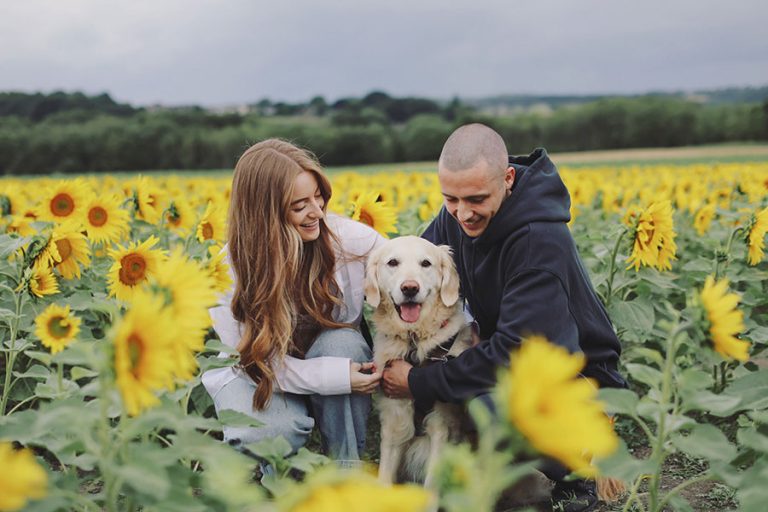 Engagement portraits of couple standing between rows of sunflowers at Barlow Sunflower Field
