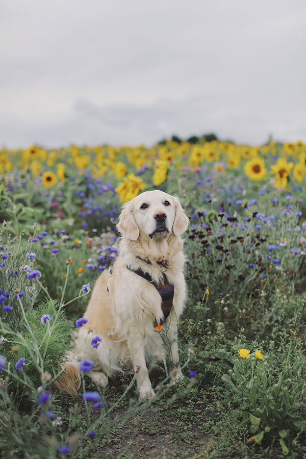 Natural engagement photos of couple in sunflower field at Barlow Sunflower Field