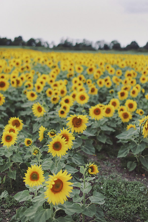 Couple walking through sunflowers at Barlow Sunflower Field engagement photoshoot