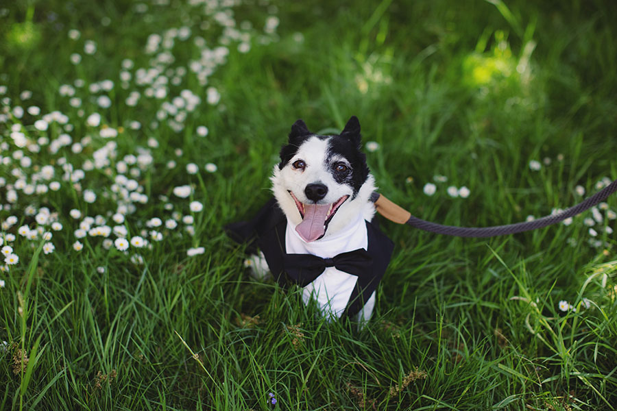 Sunny wedding day portraits of bride and groom with their dog in natural light