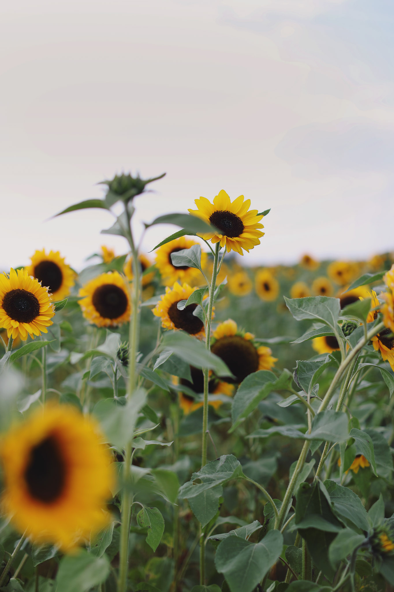 Barlow Sunflower FIelds