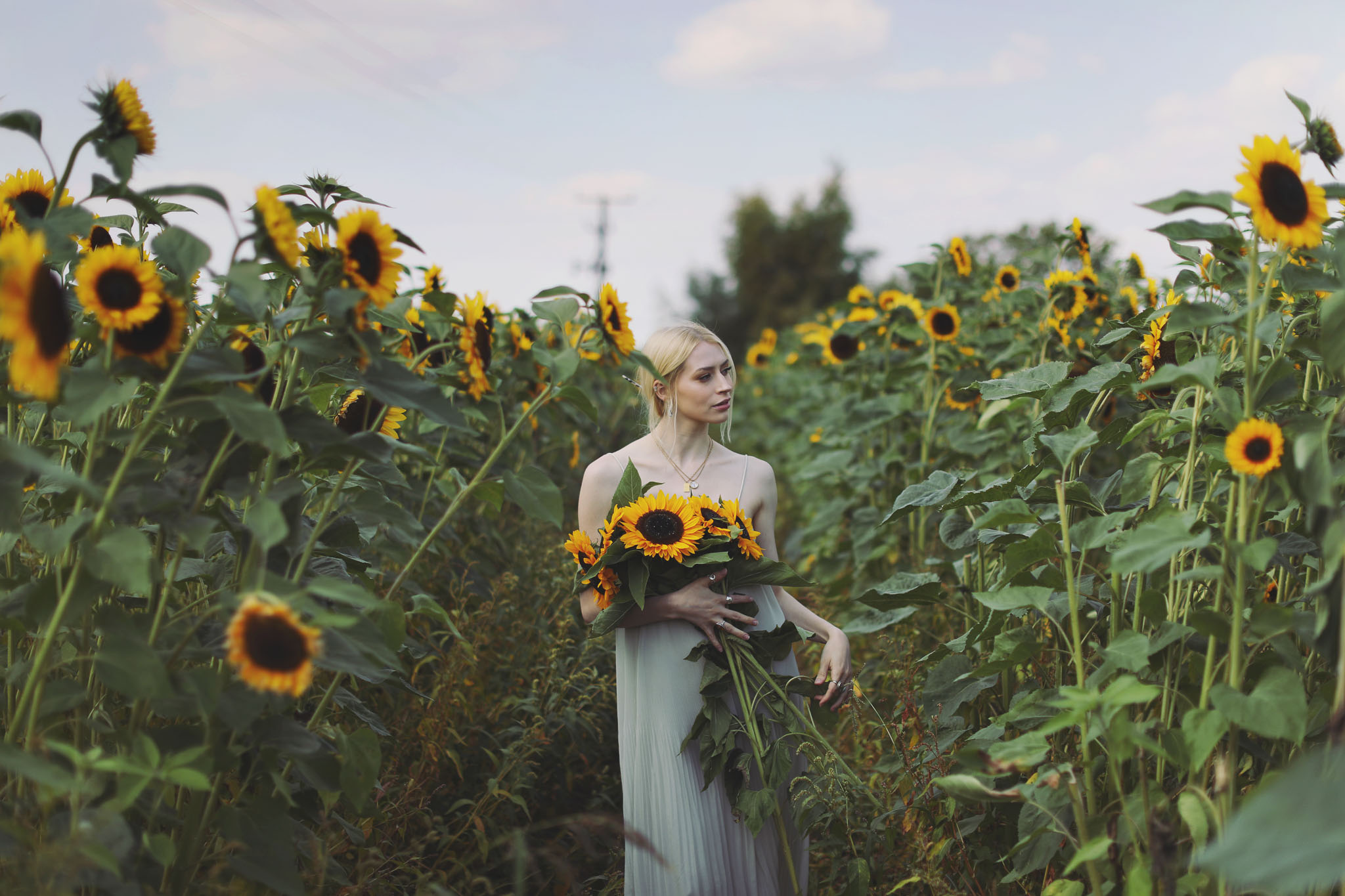 Portrait of a woman in a white dress surrounded by sunflowers in Barlow fields