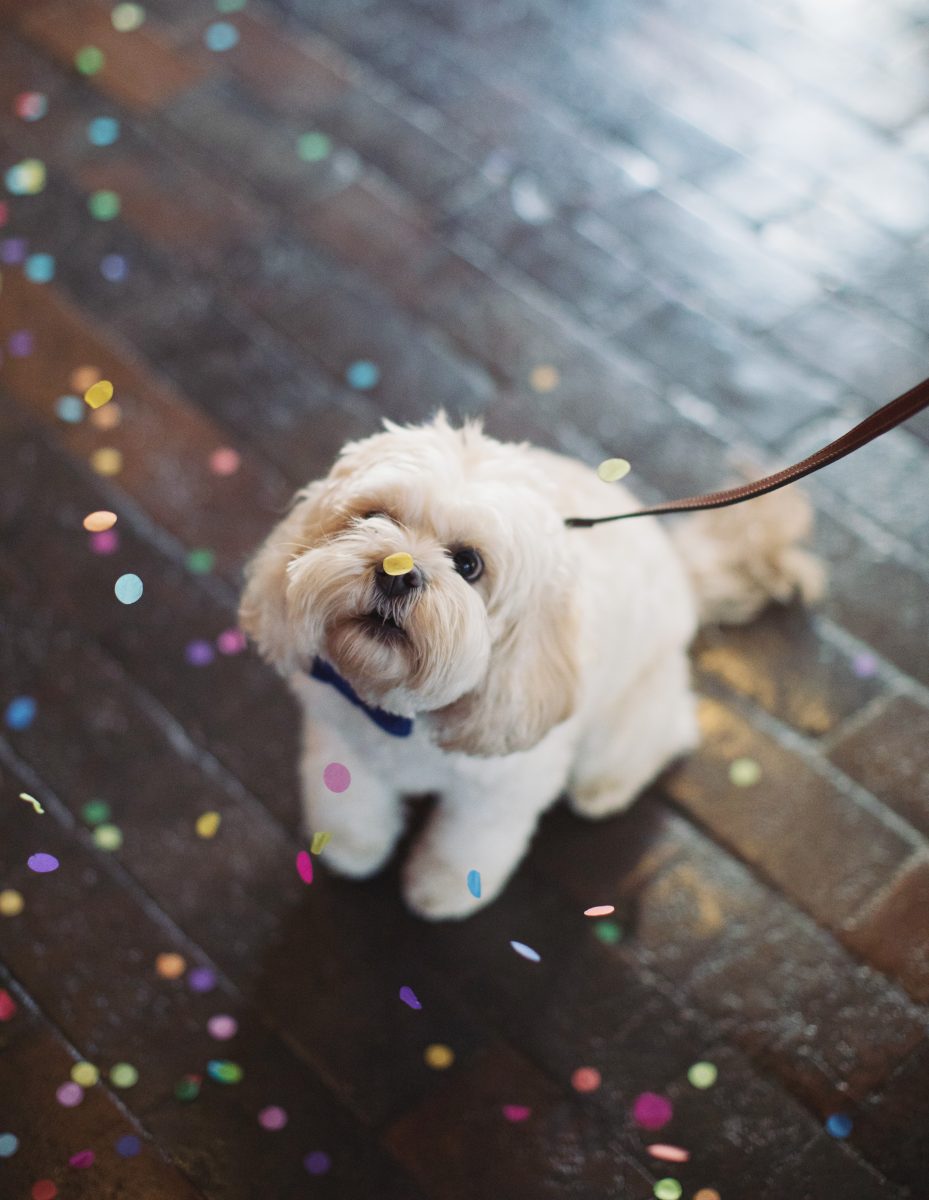 pets at weddings 6