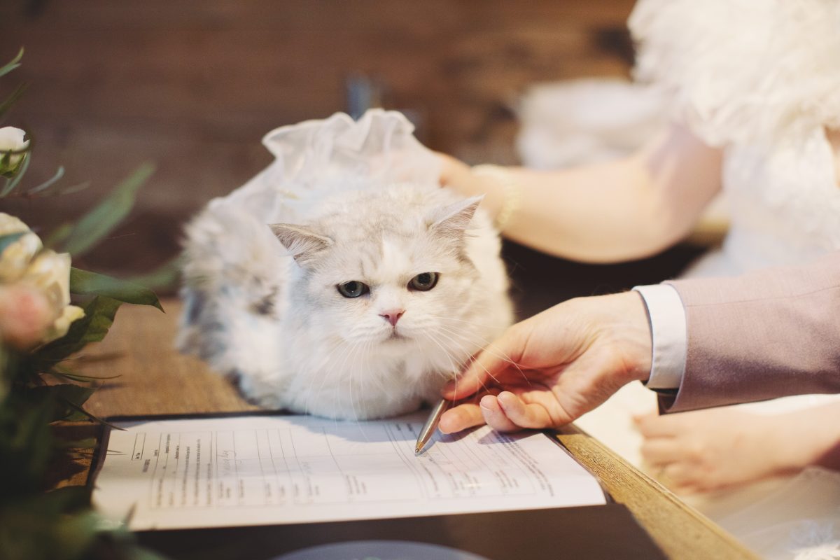 pets at weddings 8