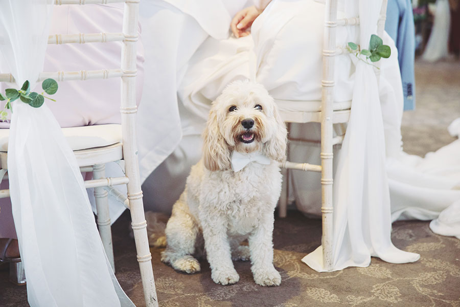 whirlow brook hall pet friendly wedding venue